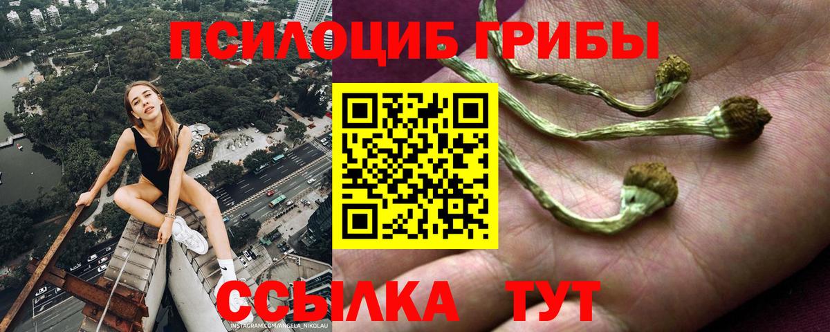 Киселёвск  Псилоцибиновые грибы GOLDEN TEACHER  Вход с VPN  Галлюциногенные грибы Psilocybe 